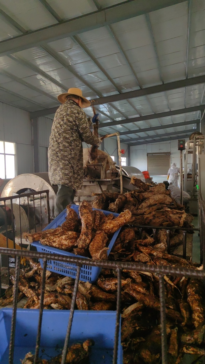 1765940105216641.jpg 野生葛根加工粉碎.jpg