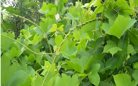 七夕寵妻狂魔就選它！二月風(fēng)雙有機(jī)野生葛根粉，健康又有文化味 