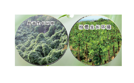 高學(xué)歷養(yǎng)生黨親測(cè)：這款雙有機(jī)野生葛根粉，憑什么成日常優(yōu)選？?