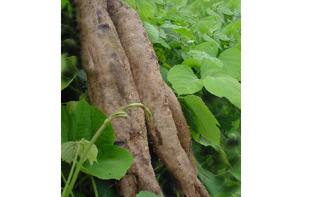 長期吃葛粉是養(yǎng)生還是傷身？科學解讀它的三大益處，讓你吃得更明白！