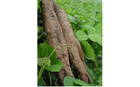 正宗的野生葛根粉，本質(zhì)是淀粉嗎？探秘千年本草中的自然饋贈(zèng)