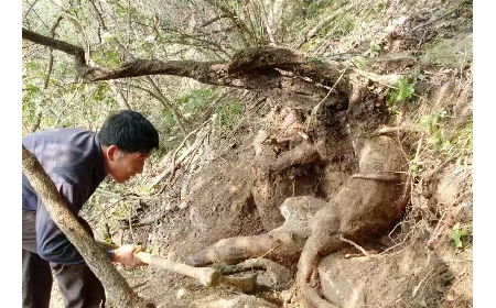 藏在隨州深山里的自然饋禮：二月風(fēng)有機野生葛根粉，守護孩子純粹成長