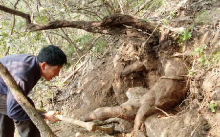 深山藏珍，二月風(fēng)正在大量收購(gòu)寒冬野生葛根