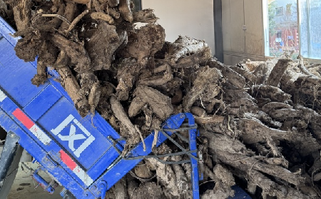 霜降采葛正當(dāng)時(shí)！二月風(fēng)大量收購(gòu)霜降葛根，以匠心護(hù)品質(zhì)、以產(chǎn)業(yè)助增收